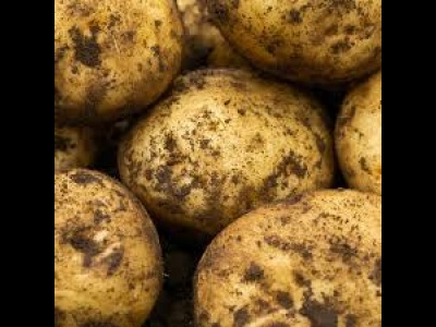 Potato Orla