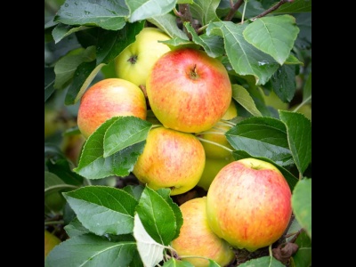 Apple James Grieve