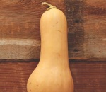 Squash Butternut.