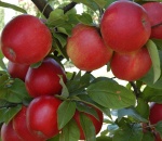Apple Red Windsor