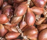 Shallots
