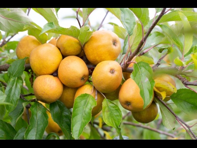 Apple Hereford Russet