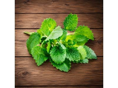 Herb Mint Fr.