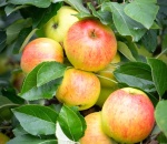 Apple James Grieve
