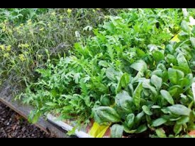 Salad  Mix 100g