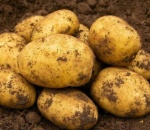 Potato Accord NEW
