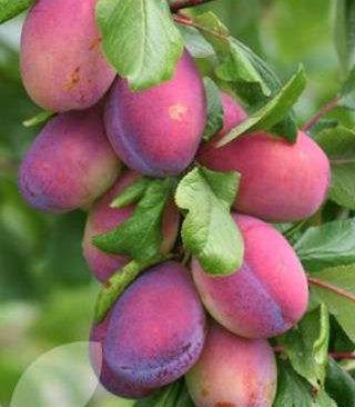 Plums Seneca
