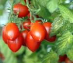 Tomato Plum (Loose)Sp.