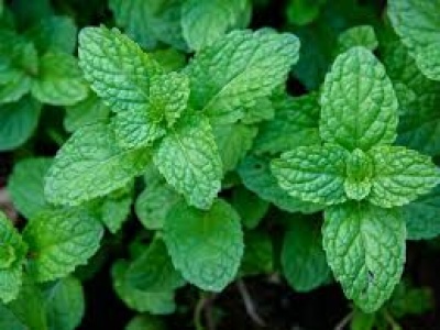 Herb Mint