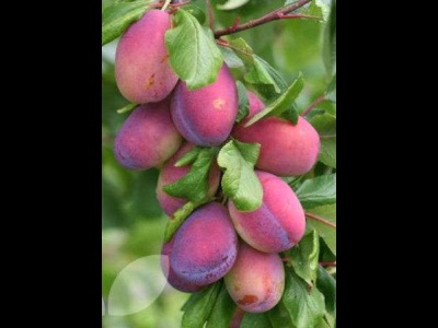 Plums Seneca