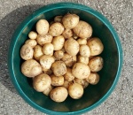 Potato Rocket U.K