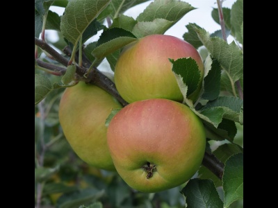 Apple Bramley