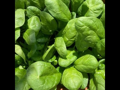 Spinach.