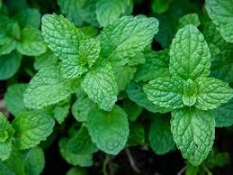 Herb Mint