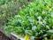 Salad  Mix 100g