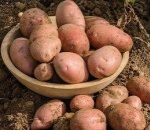 Potato Allouette Red