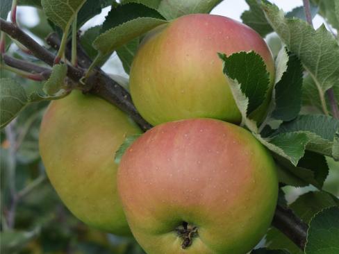 Apple Bramley