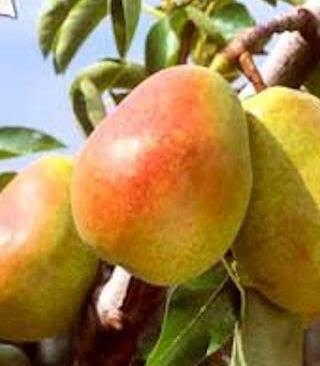 Pear Guyot