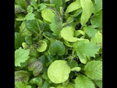 Salad Mustard Leaves U.K.