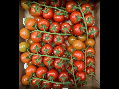 Tomato Cocktail Vine