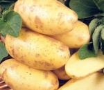 Potato Charlotte NEW