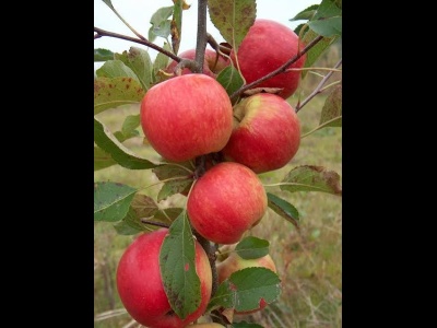 Apple Red Falstaff