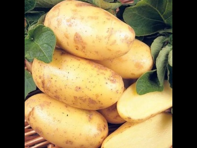 Potato Charlotte NEW