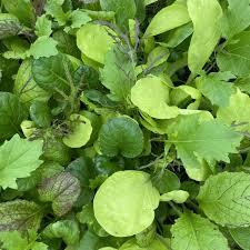 Salad Mustard Leaves U.K.