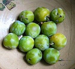 Plums Greengage