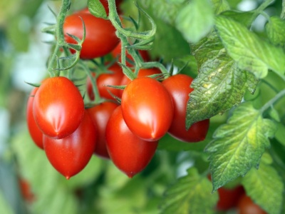 Tomato Plum (Loose)Sp.