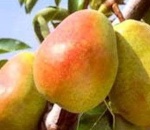 Pear Guyot