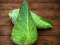 Cabbage Pointed U.K.