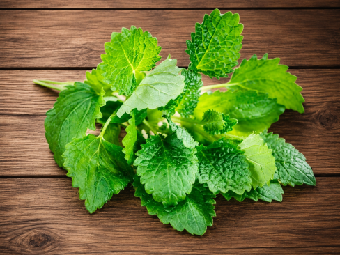 Herb Mint Fr.
