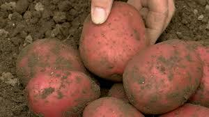 Potato Alouette Red