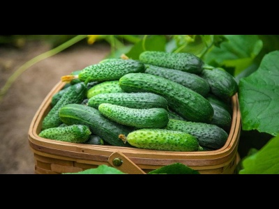 Cucumber Ridge