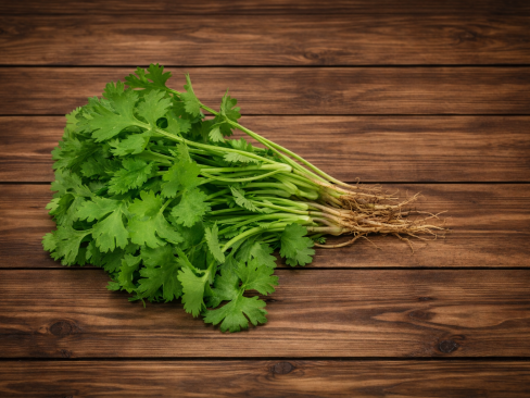 Herb Coriander