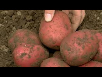 Potato Alouette Red