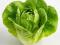 Lettuce Green Butterhead U.K.