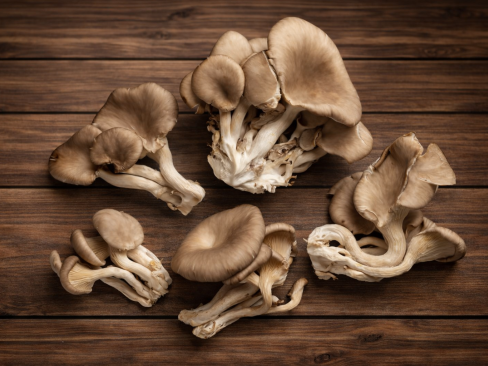 Mushroom Oyster