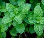 Herb Mint
