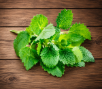 Herb Mint Fr.