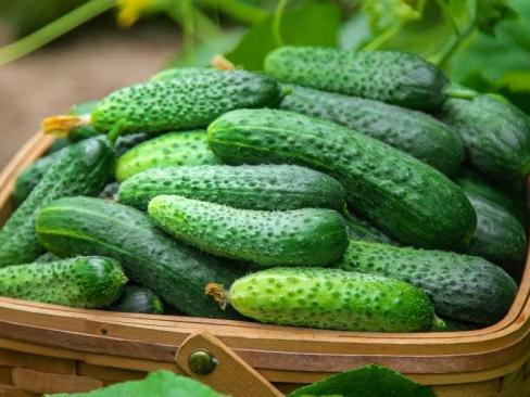 Cucumber Ridge