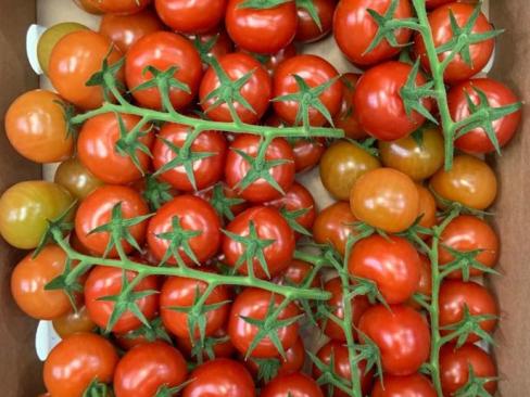 Tomato Cocktail Vine