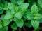 Herb Mint