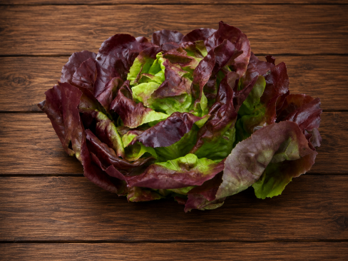Lettuce Butterhead Red U.K.