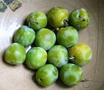 Plums Greengage