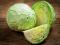 Cabbage White