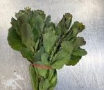 Cabbage Sprouts U.K.