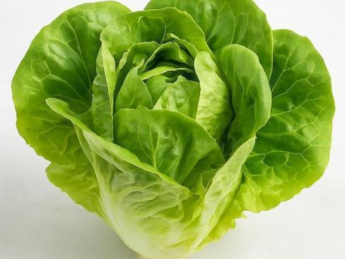 Lettuce Green Butterhead U.K.