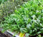 Salad  Mix 100g
